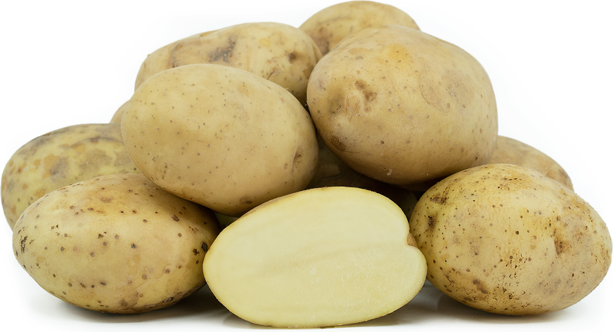 Kennebec Seed Potato