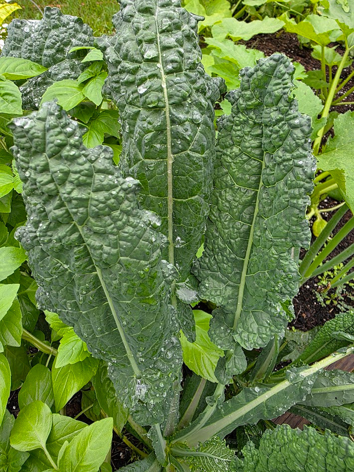 planting lacinato kale seeds Lacinato Kale – Mary's Heirloom Seeds