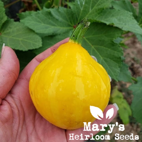 May 2026 Seeds of The Month