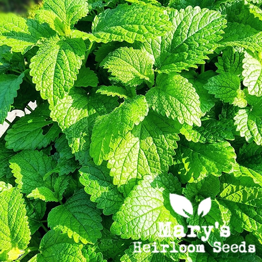 Lemonbalm