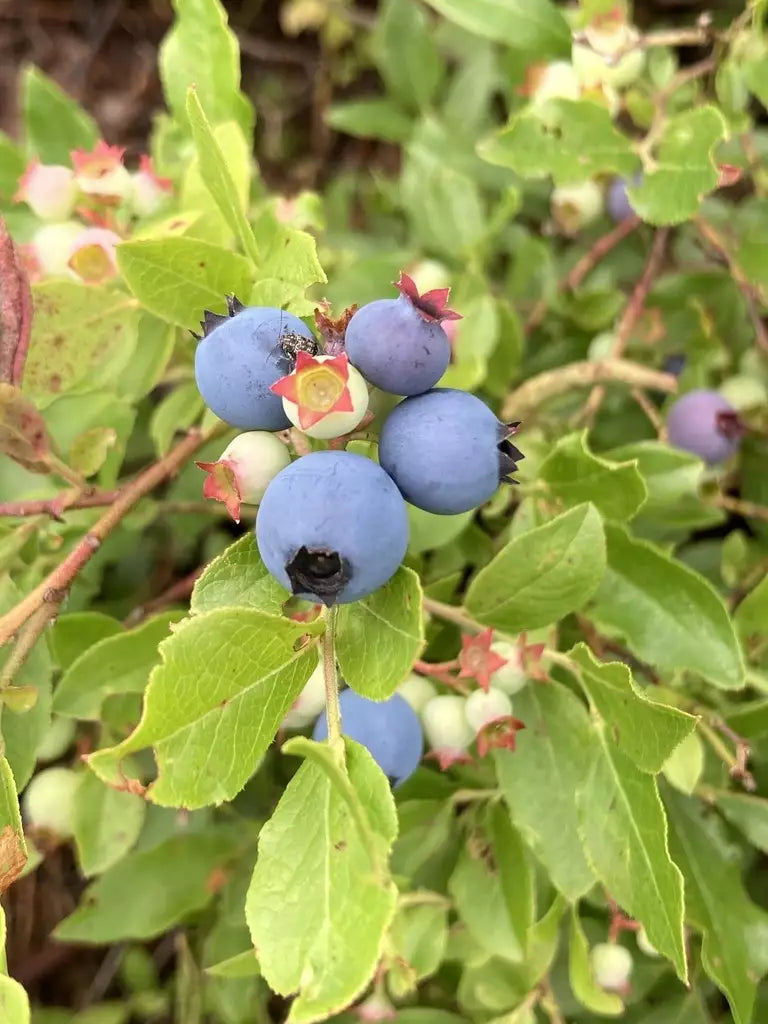 starting blueberry plants from seed Lowbush Blueberry