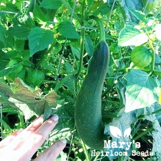 plant luffa seeds Luffa – Mary's Heirloom Seeds