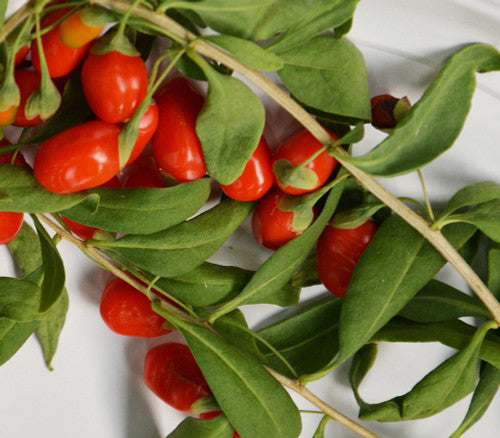 berry seeds for planting Goji Berry – Mary's Heirloom Seeds