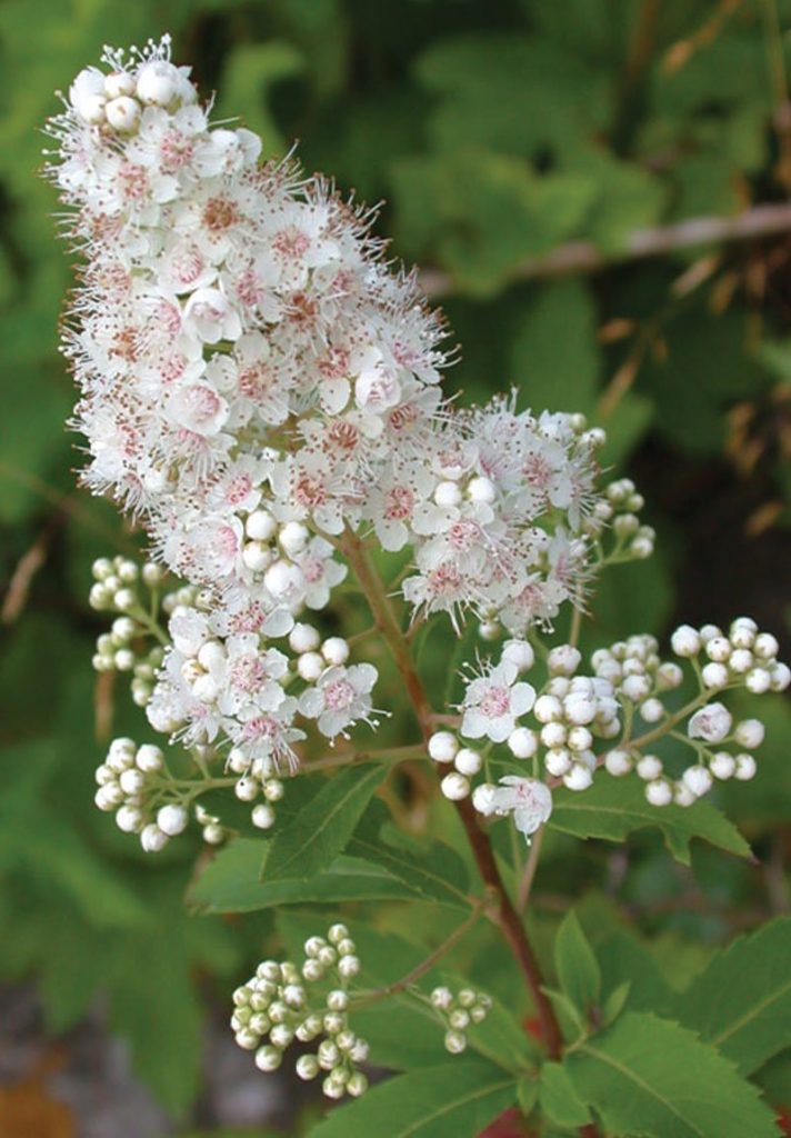 Meadowsweet