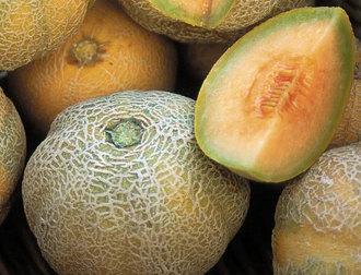Minnesota Midget Melon – Mary's Heirloom Seeds