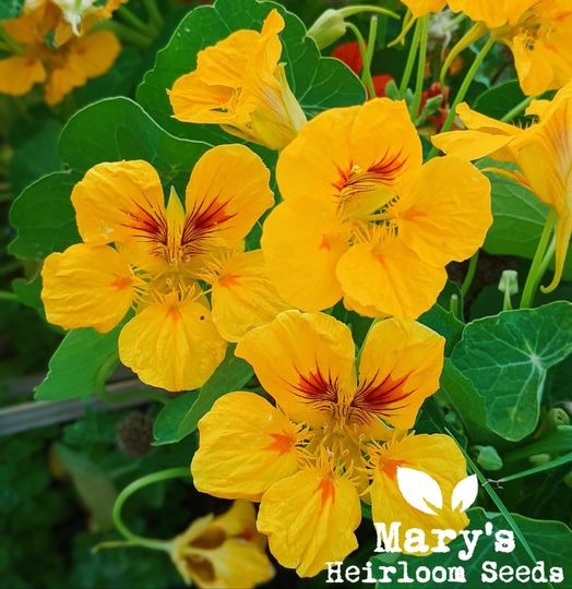 Nasturtium, Dwarf Jewel Mix BULK – Mary's Heirloom Seeds