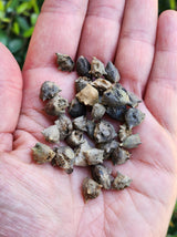 New Zealand Spinach