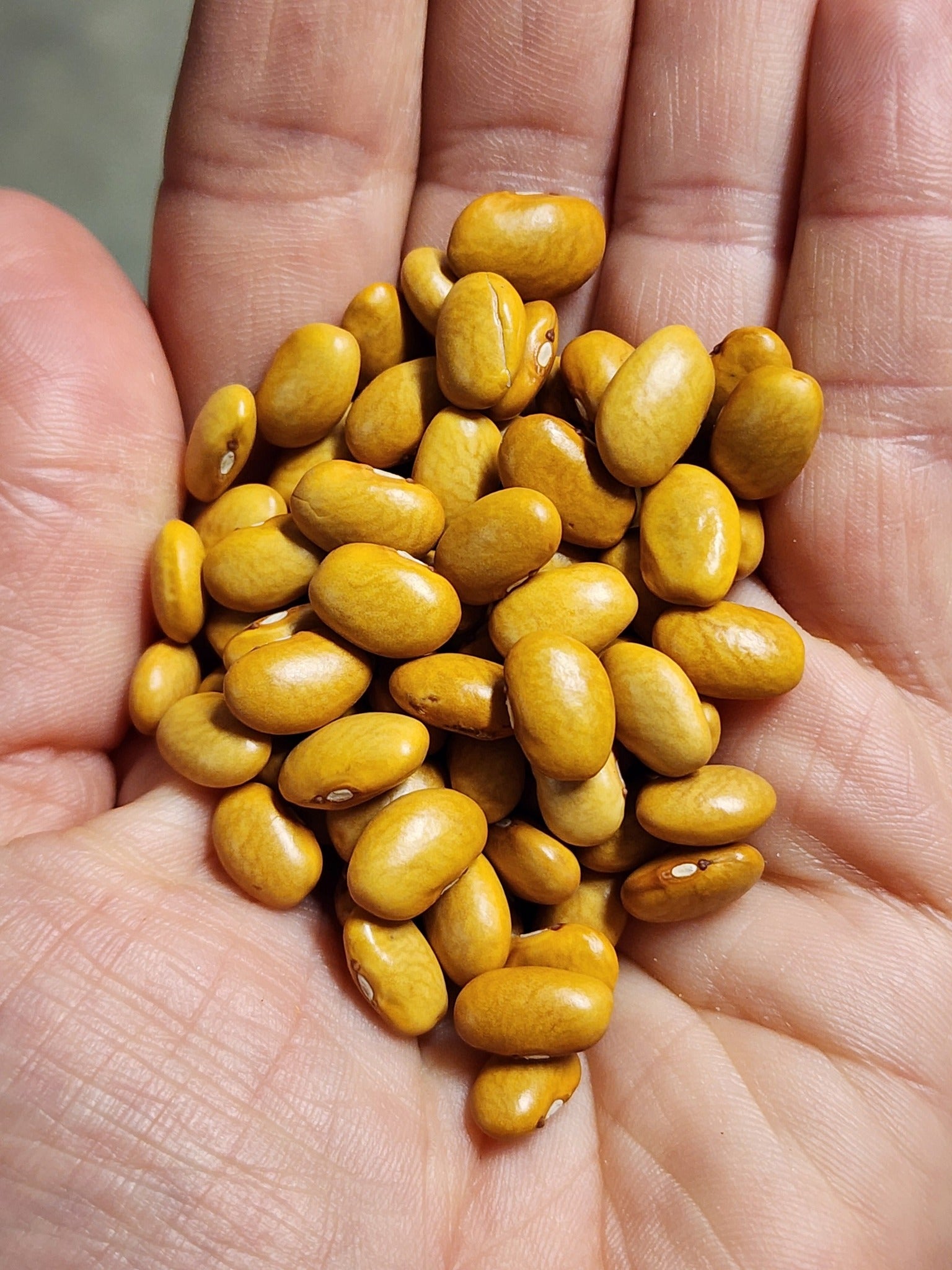 nez.jpg?v=1739278012&width=1536