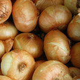 Texas Supersweet Onion BULK Seeds