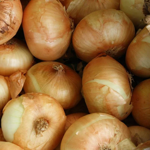 bulk garden seeds for sale near me Texas Supersweet Onion BULK Seeds – Mary's Heirloom Seeds