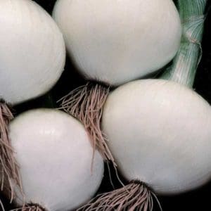 Texas Early White Onion BULK Seeds
