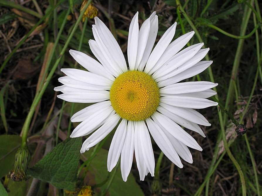 planting oxeye daisy seeds Ox Eye Daisy