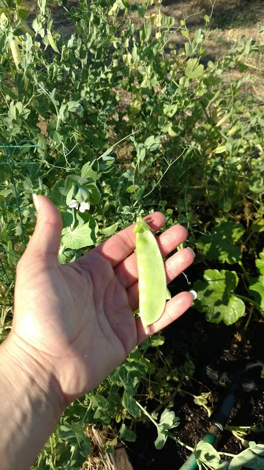 pea plant seeds Taiwan Sugar Pea – Mary's Heirloom Seeds