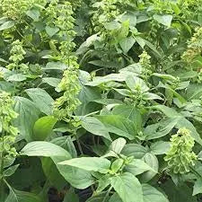 Peruvian Basil