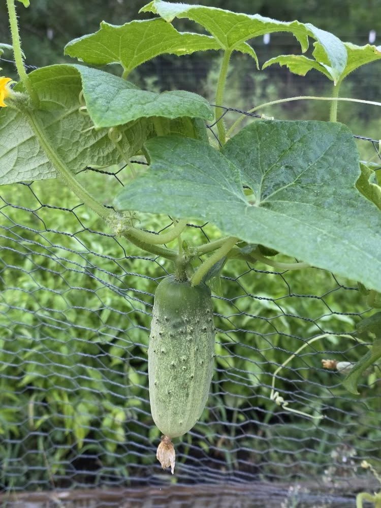 Homemade Pickles Cucumber