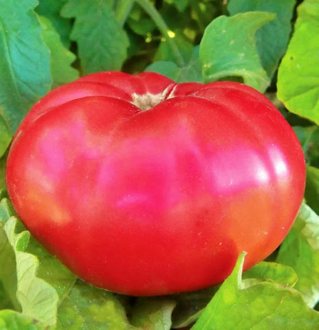 Giant Belgium Pink Tomato