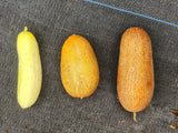 Poona Kheera Cucumber
