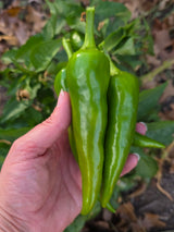 Pueblo "Mosco" Chile Pepper