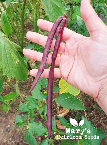 Purple Hull Pinkeye Cowpea
