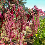 Taiwanese Quinoa