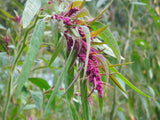 Taiwanese Quinoa