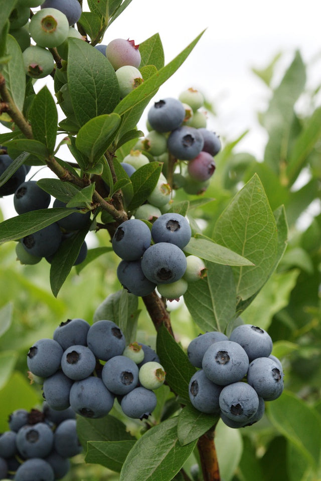 plant blueberry seeds Rabbiteye Blueberry – Mary's Heirloom Seeds