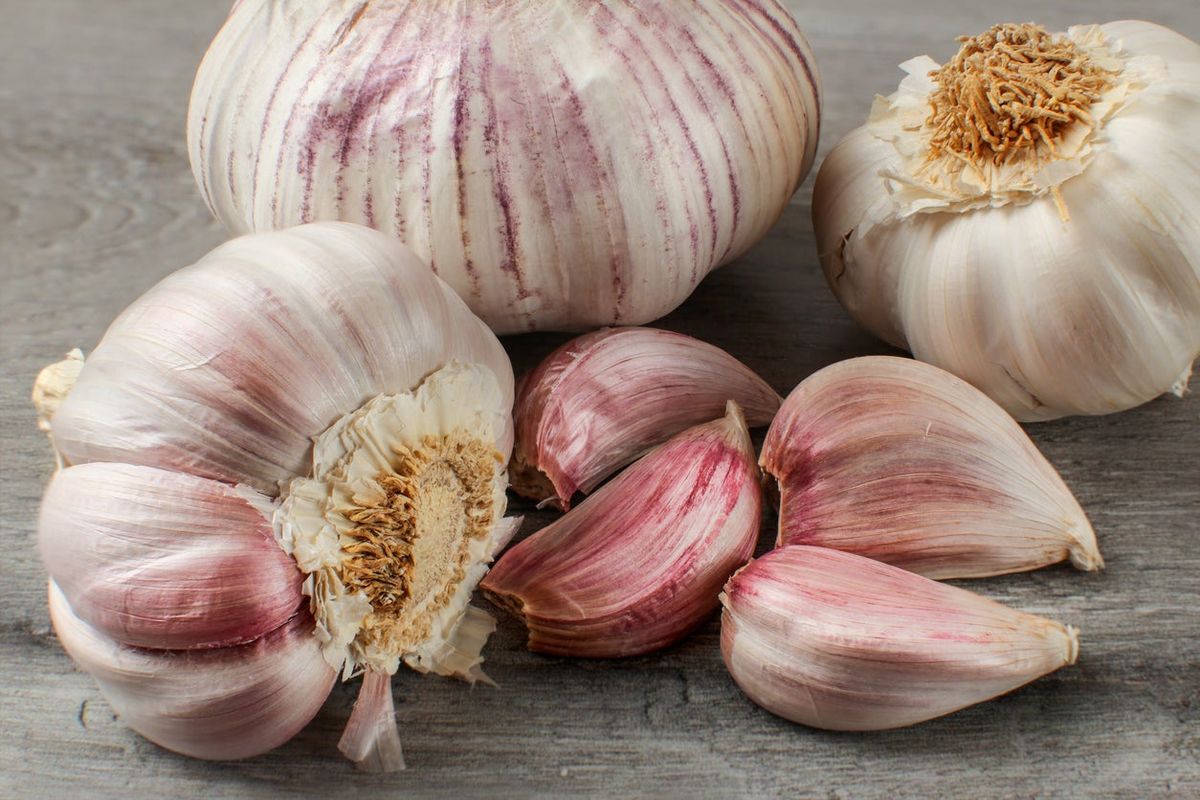 Red Toch Seed Garlic