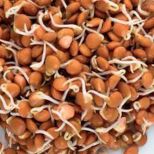 Red Lentil Sprouting Seeds