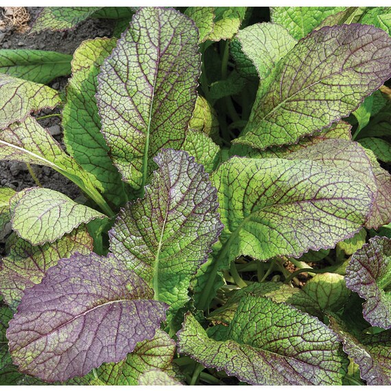 Red Garnet Mustard