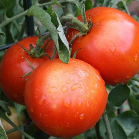 Red Siberian Tomato