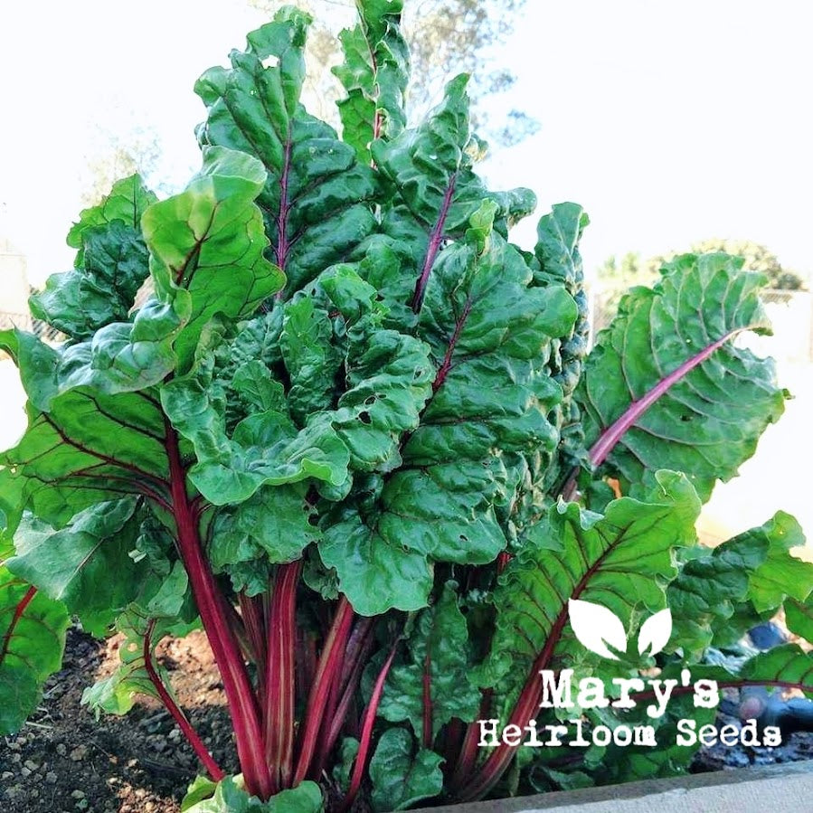 Ruby Red Swiss Chard – Mary's Heirloom Seeds