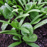 Matador Viking Spinach