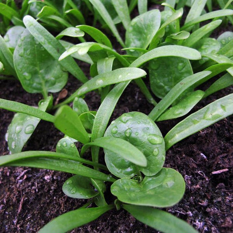 Matador Viking Spinach