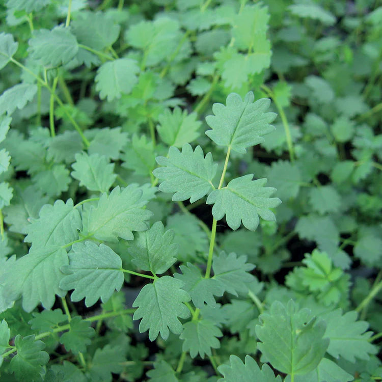 Salad Burnet – Mary's Heirloom Seeds