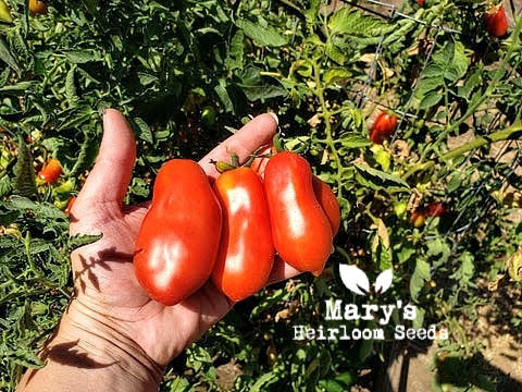 San Marzano Tall Vine Tomato