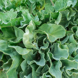 Sea Kale