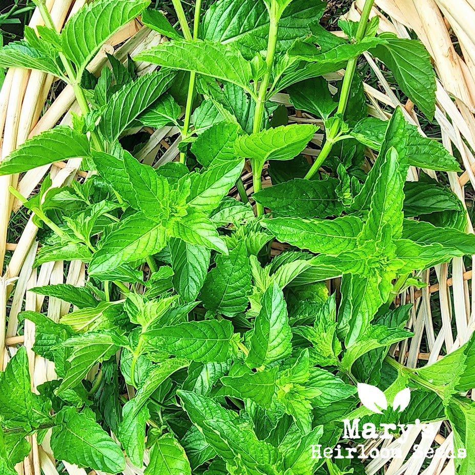 SPEARMINT