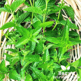 SPEARMINT
