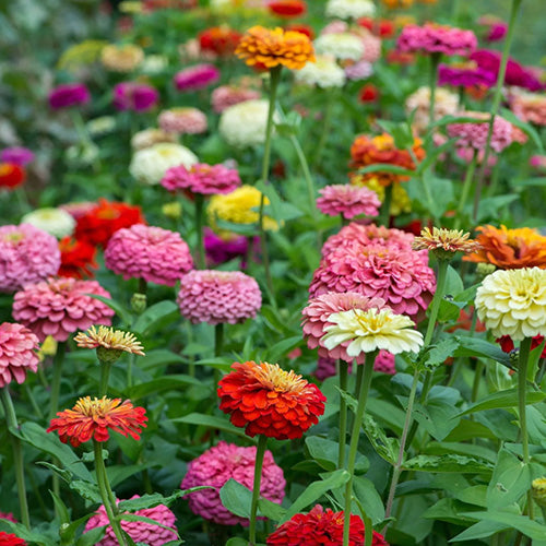 zinnia flower seed mix Zinnia State Fair Mix – Mary's Heirloom Seeds