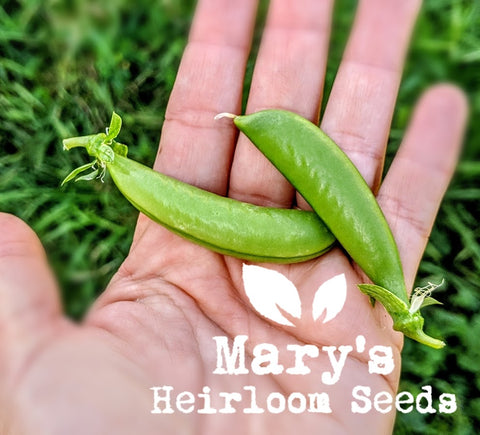 Sugar Snap Pea
