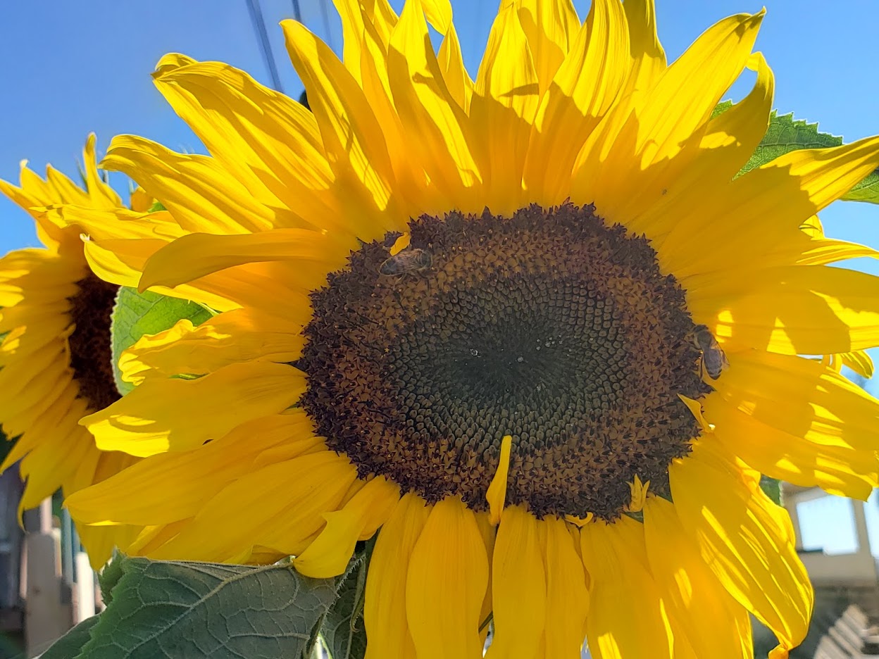 ポポー　ウイルソン　サンフラワー　mainhawk Sunflower Seeds Combo Pack – Mary's Heirloom Seeds