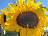 Sunflower Seeds Combo Pack