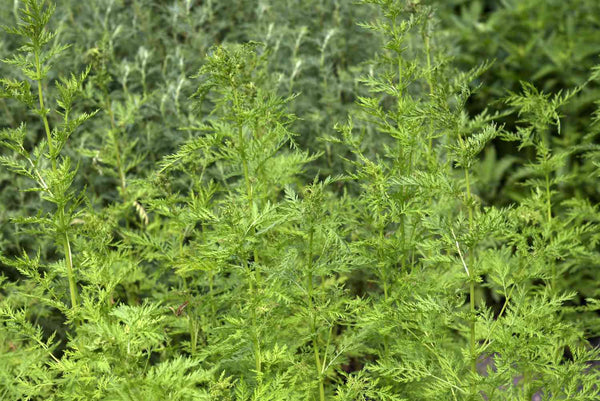 Sweet Annie – Mary's Heirloom Seeds