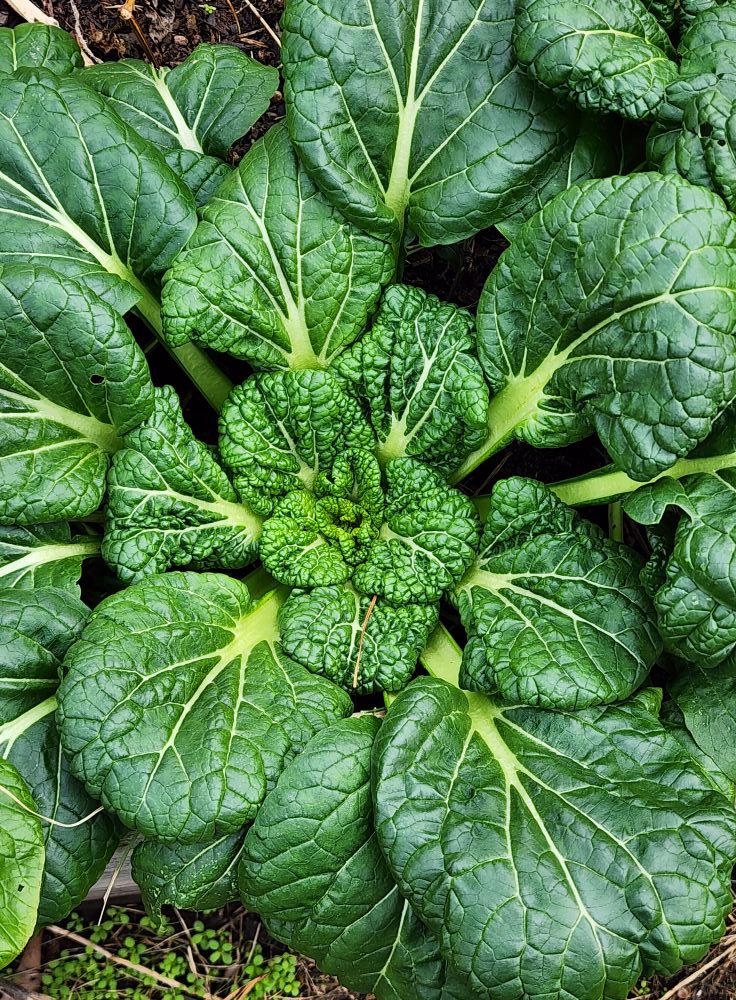 Tatsoi BULK Seeds