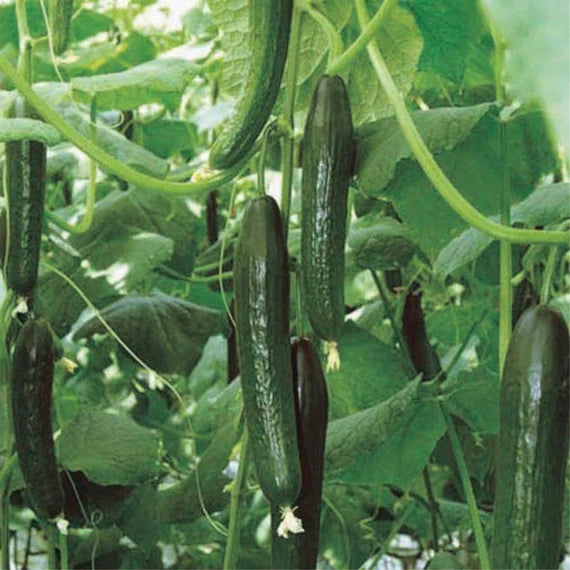telegraph plant seeds English Telegraph Cucumber – Mary's Heirloom Seeds