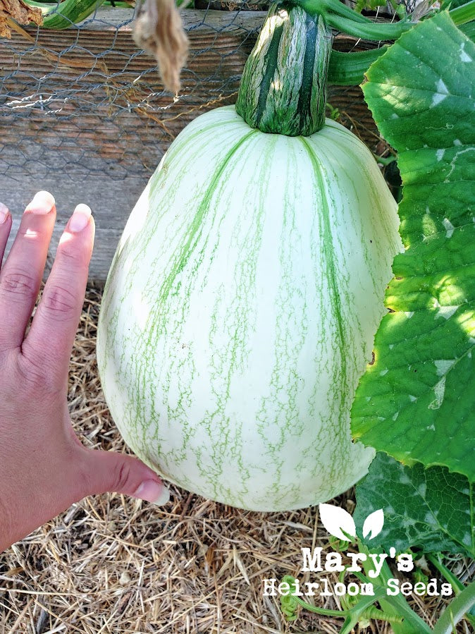 Tennessee Sweet Potato Squash