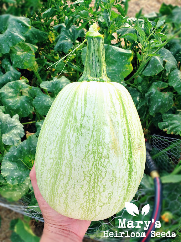 Tennessee Sweet Potato Squash