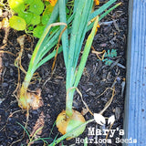 Texas Early Grano Onion