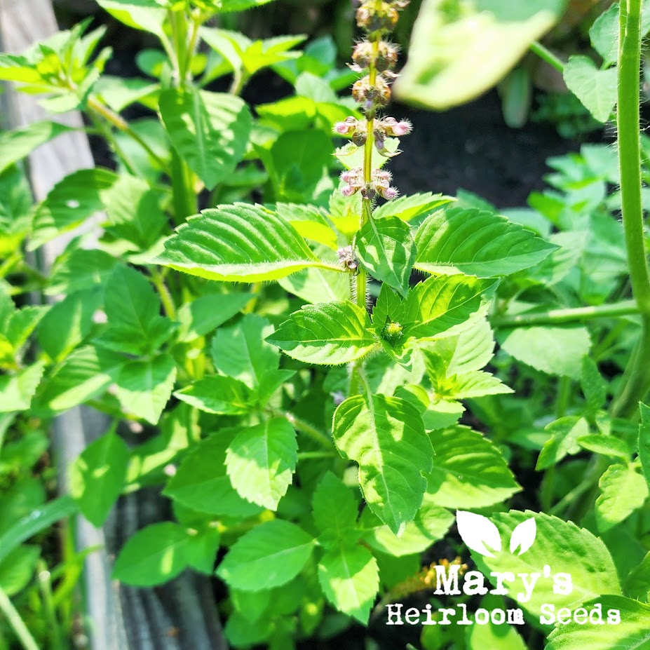 thai basil seeds from plant Thai Holy Basil