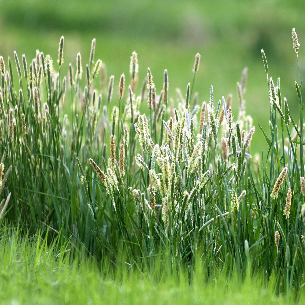 Timothy Grass seed packet